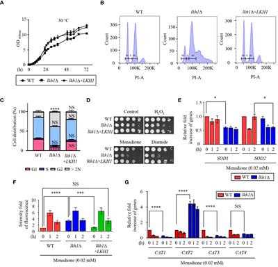 Pleiotropic roles of LAMMER kinase, Lkh1 in stress responses and virulence of Cryptococcus neoformans